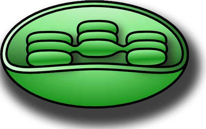 Polyester Synthesis in Plants Chloroplasts