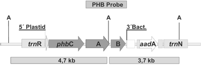 phb-plastid-01.gif