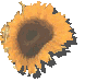 Sunflower Cytoplasm Male Sterility